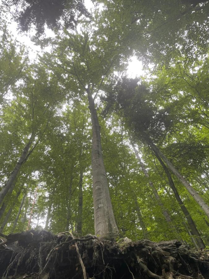 Romantyczna Chatka Pisarzowice  エクステリア 写真
